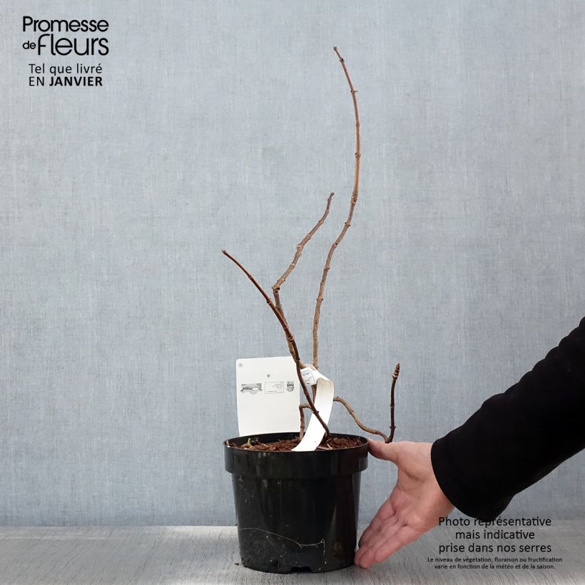 Example of Hydrangea paniculata Great Star Le Vasterival - Pluimhortensia Pot van 3 l/4 l as you get in hiver