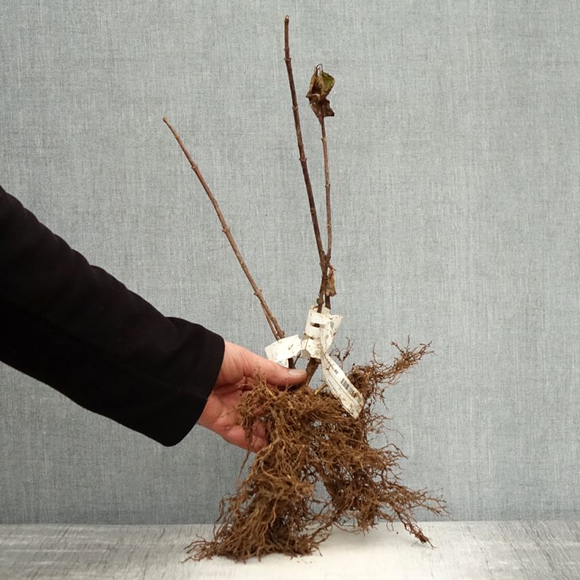 Example of Hydrangea paniculata Kyushu - Hortensia paniculé Naakte wortel as you get in hiver