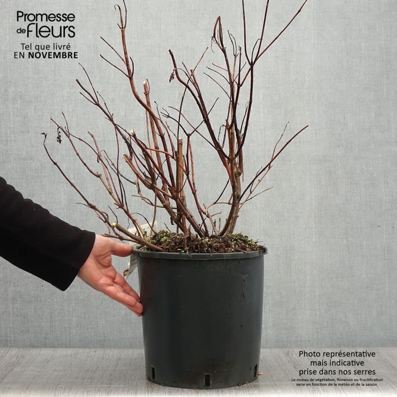 Exemplaar van Hydrangea paniculata Levana - Pluimhortensia Pot van 7,5 l/10 l zoals geleverd in de herfst