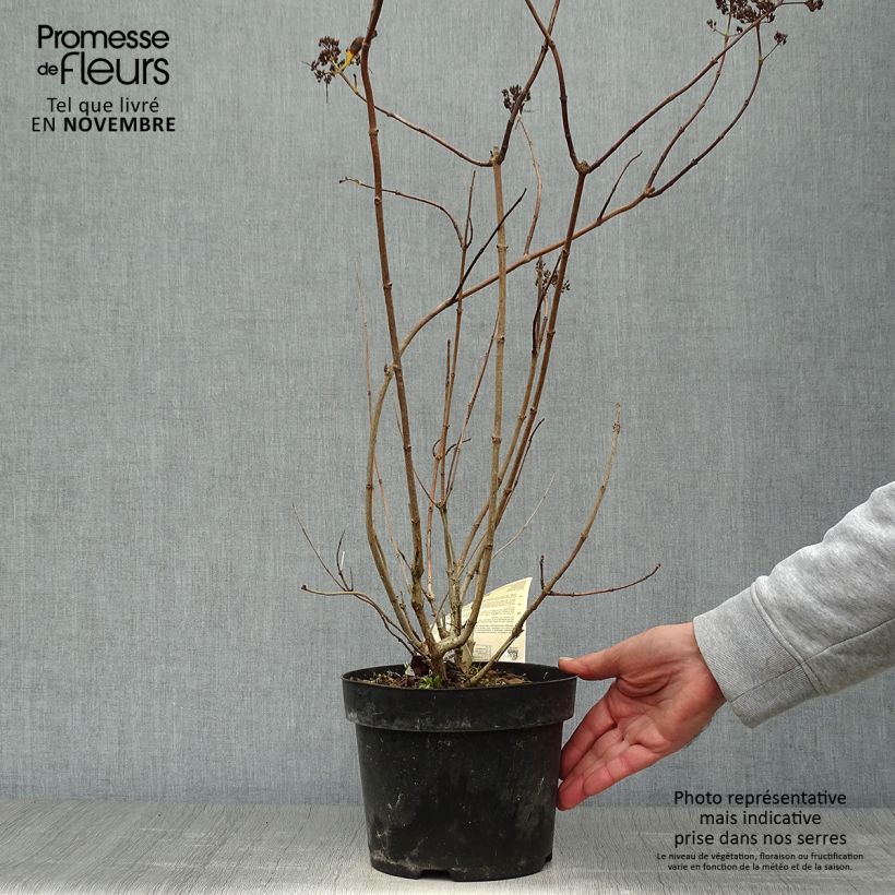 Exemplaar van Hydrangea paniculata Levana - Pluimhortensia Pot van 3 l/4 l zoals geleverd in de herfst