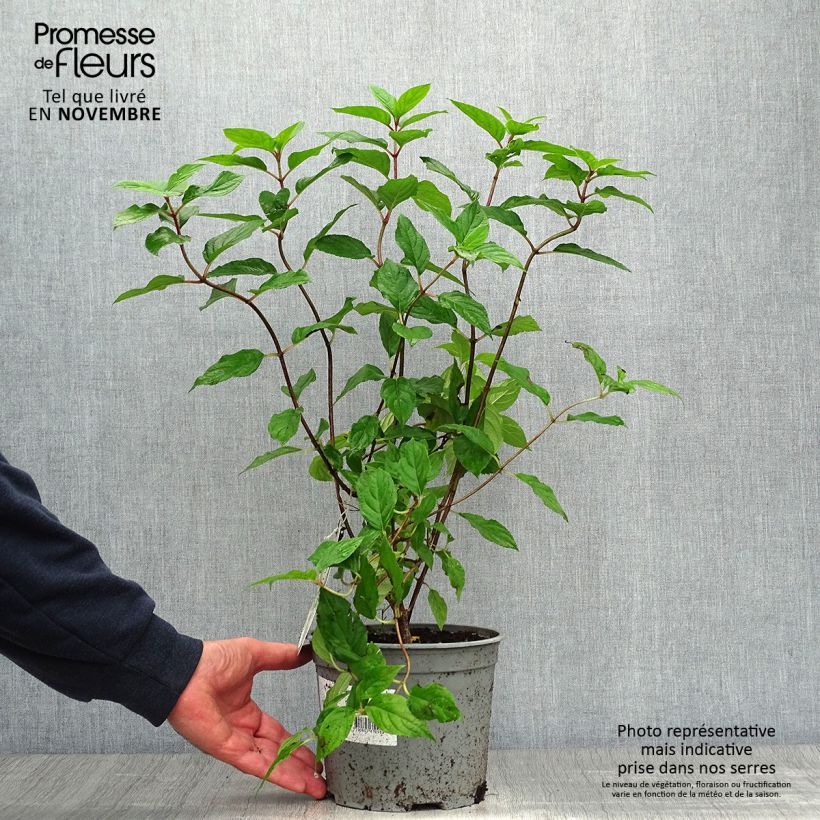 Exemplaar van Hydrangea paniculata Limelight - Pluimhortensia Pot van 3 l/4 l zoals geleverd in de herfst