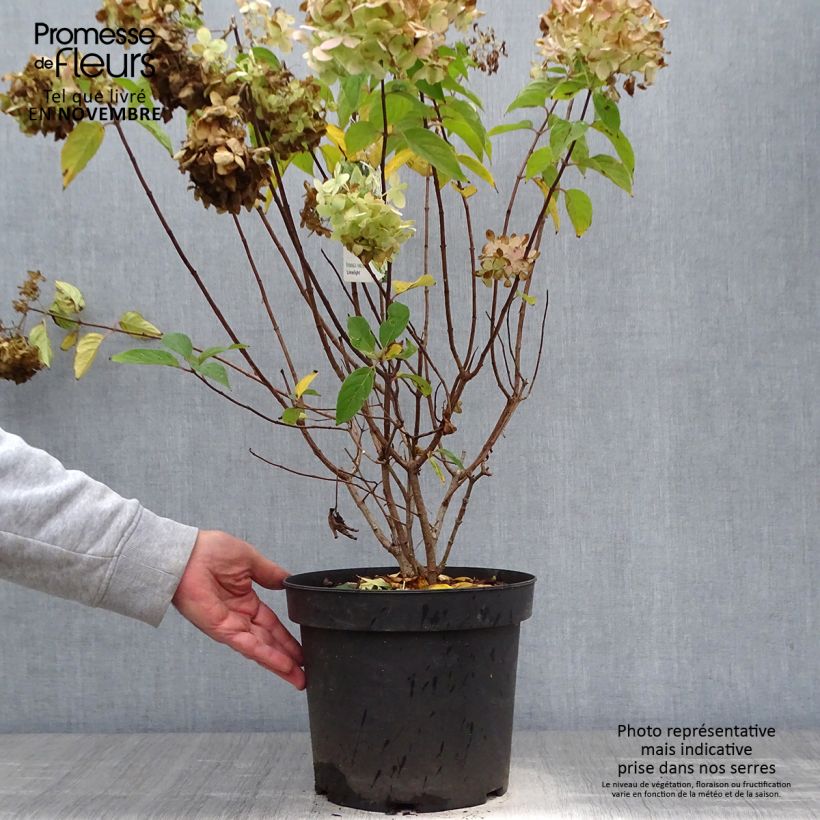 Exemplaar van Hydrangea paniculata Limelight - Pluimhortensia Pot van 6 l/7 l zoals geleverd in de herfst