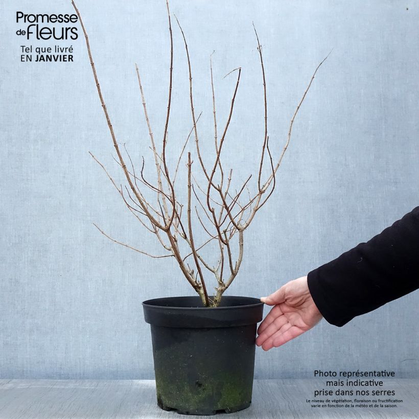 Example of Hydrangea paniculata Limelight - Pluimhortensia Pot van 6 l/7 l as you get in hiver