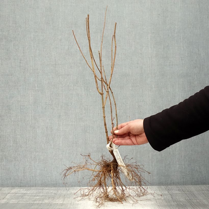 Example of Hydrangea paniculata Limelight - Pluimhortensia Naakte wortel as you get in hiver