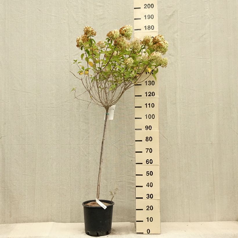 Exemplaar van Hydrangea paniculata Limelight - Pluimhortensia Pot van 12 l/15 l zoals geleverd in de zomer