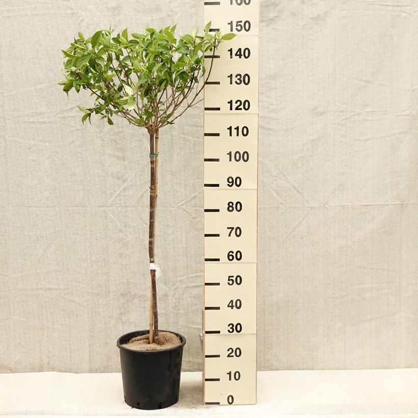 Exemplaar van Hydrangea paniculata Limelight - Pluimhortensia Pot van 12 l/15 l zoals geleverd in de lente