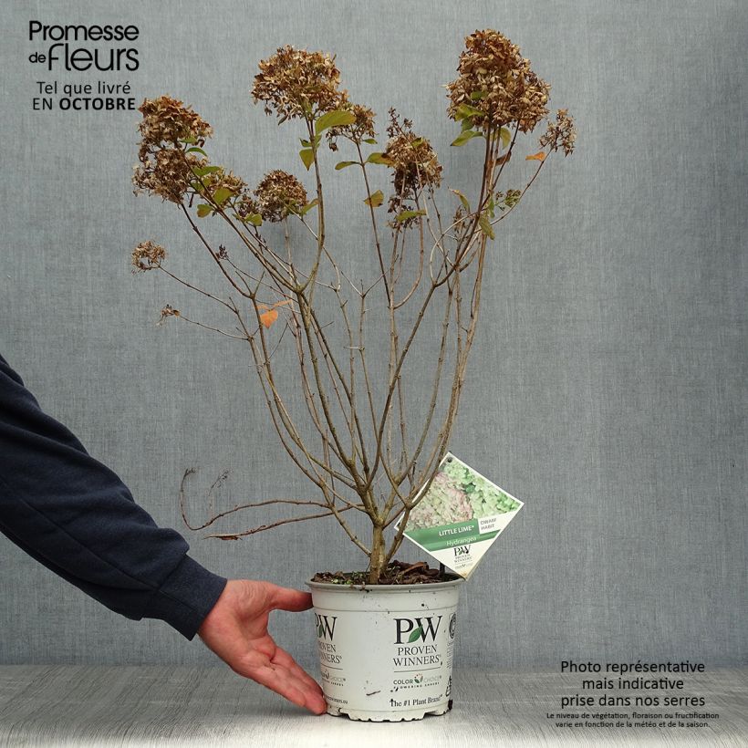 Exemplaar van Hydrangea paniculata Little Lime - Dwergpluimhortensia Pot van 3 l/4 l zoals geleverd in de herfst