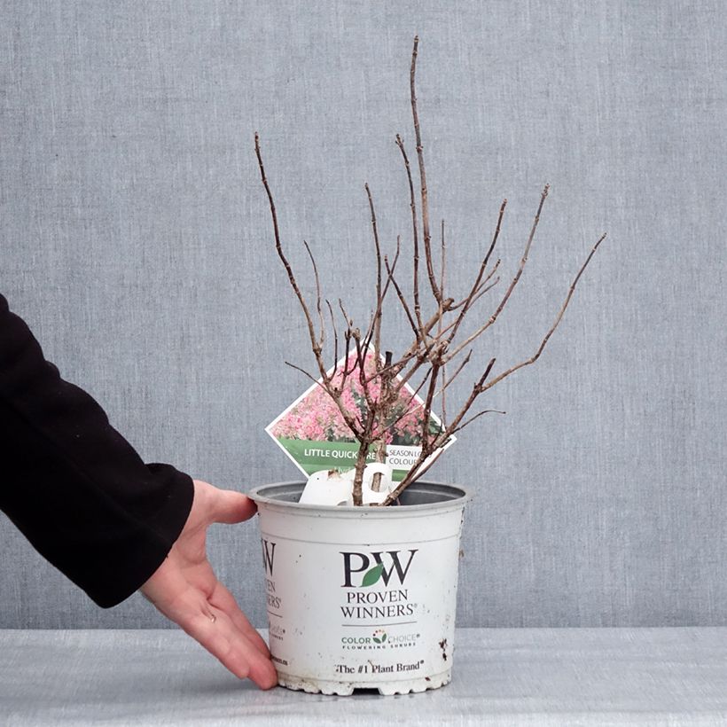 Example of Hydrangea paniculata Little Quick Fire - Hortensia paniculé Pot van 3 l/4 l as you get in hiver