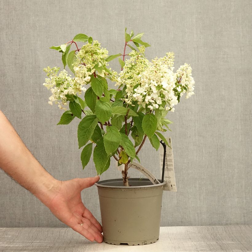 Exemplaar van Hydrangea paniculata Magical Mont Blanc - Pluimhortensia Pot van 3 l/4 l zoals geleverd in de zomer