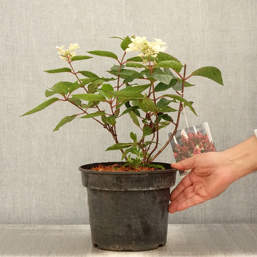 Exemplaar van Hydrangea paniculata Magical Vesuvio Kolmaves - Pluimhortensia Pot van 4 l/5 l zoals geleverd in de herfst