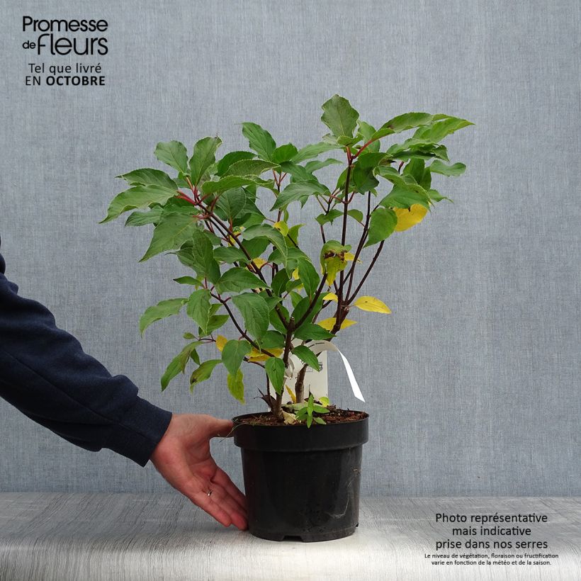 Exemplaar van Hydrangea paniculata Phantom - Pluimhortensia Pot van 2 l/3 l zoals geleverd in de herfst