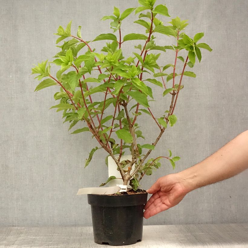 Exemplaar van Hydrangea paniculata Phantom - Pluimhortensia Pot van 2 l/3 l zoals geleverd in de zomer