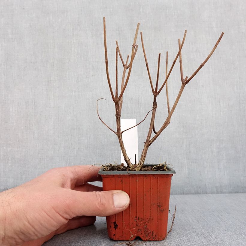 Example of Hortensia - Hydrangea paniculata Pink Diamond Kweekpotje van 8/9 cm as you get in hiver