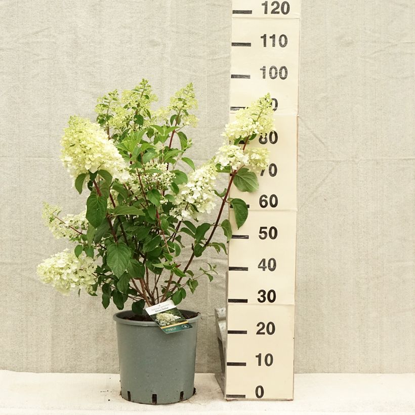 Exemplaar van Hydrangea paniculata Silver Dollar - Pluimhortensia Pot van 7,5 l/10 l zoals geleverd in de zomer