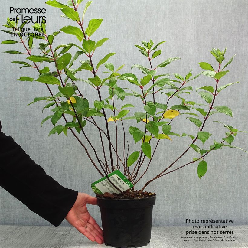 Exemplaar van Hydrangea paniculata Unique - Pluimhortensia Pot van 2 l/3 l zoals geleverd in de herfst