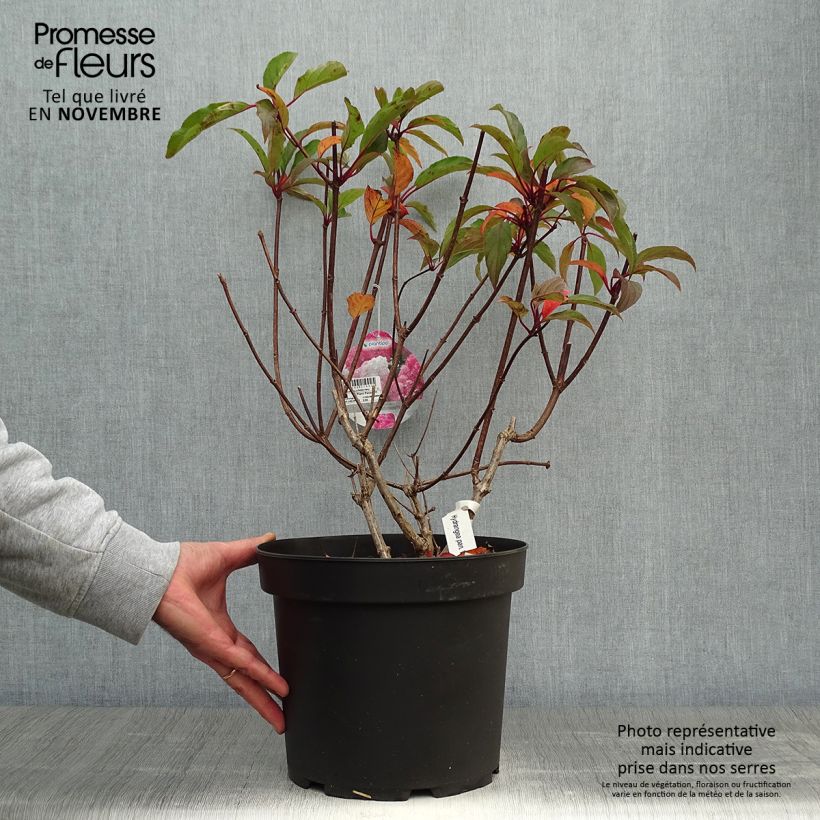 Exemplaar van Hydrangea paniculata Vanille Fraise - pluimhortensia Pot van 7,5 l/10 l zoals geleverd in de herfst