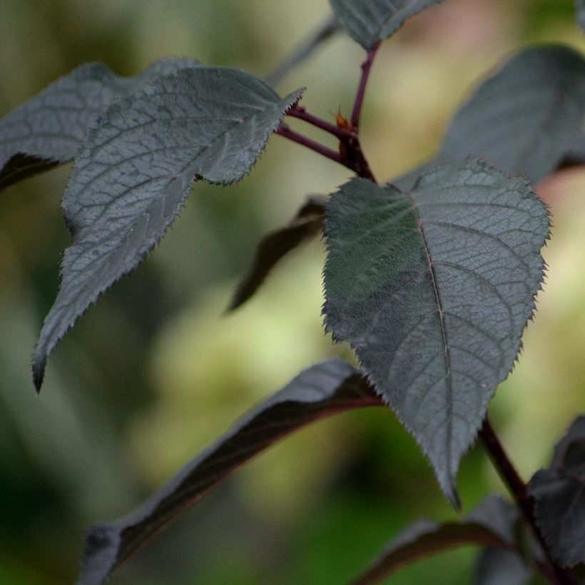 Hydrangea paniculata White Diamonds - Pluimhortensia (Foliage)