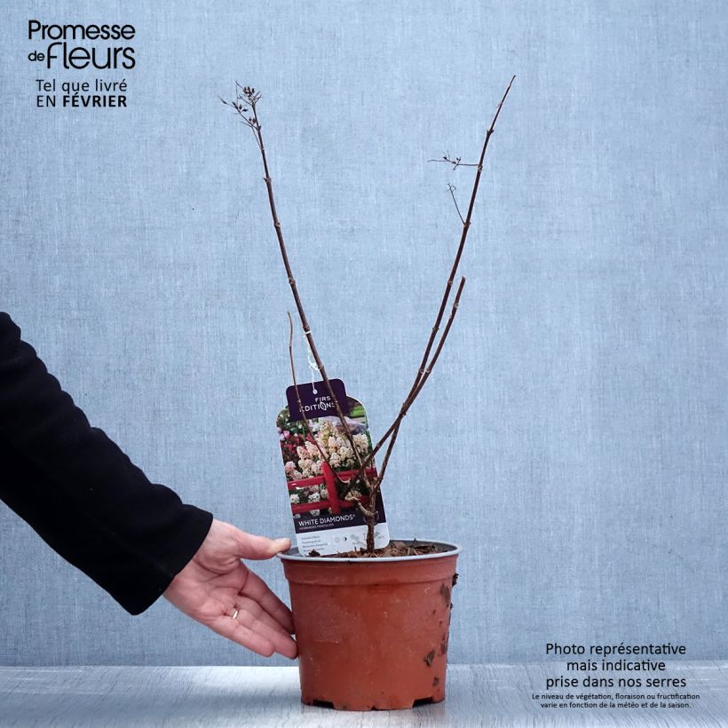 Example of Hydrangea paniculata White Diamonds - Hortensia paniculé Pot van 3 l/4 l as you get in hiver