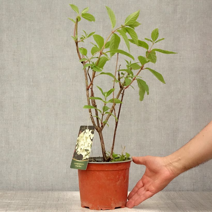 Exemplaar van Hydrangea paniculata White Moth - Hortensia Pot van 2 l/3 l zoals geleverd in de zomer