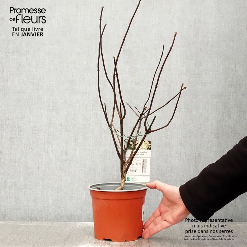 Example of Hortensia - Hydrangea paniculata White Moth Pot van 2 l/3 l as you get in hiver