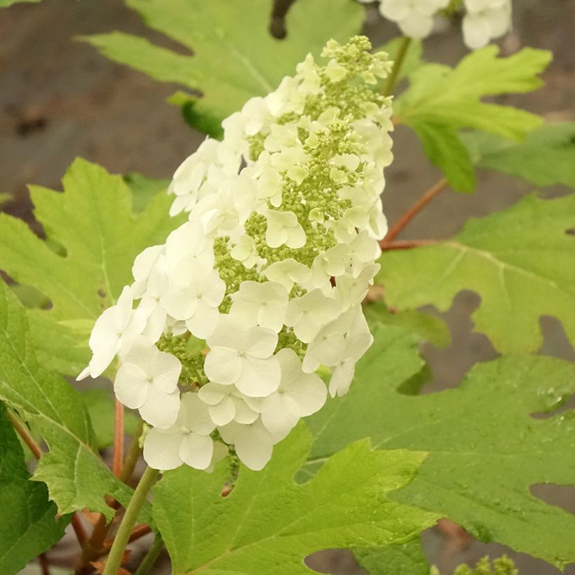 Hydrangea quercifolia Applause - Eikenbladhortensia (Bloei)