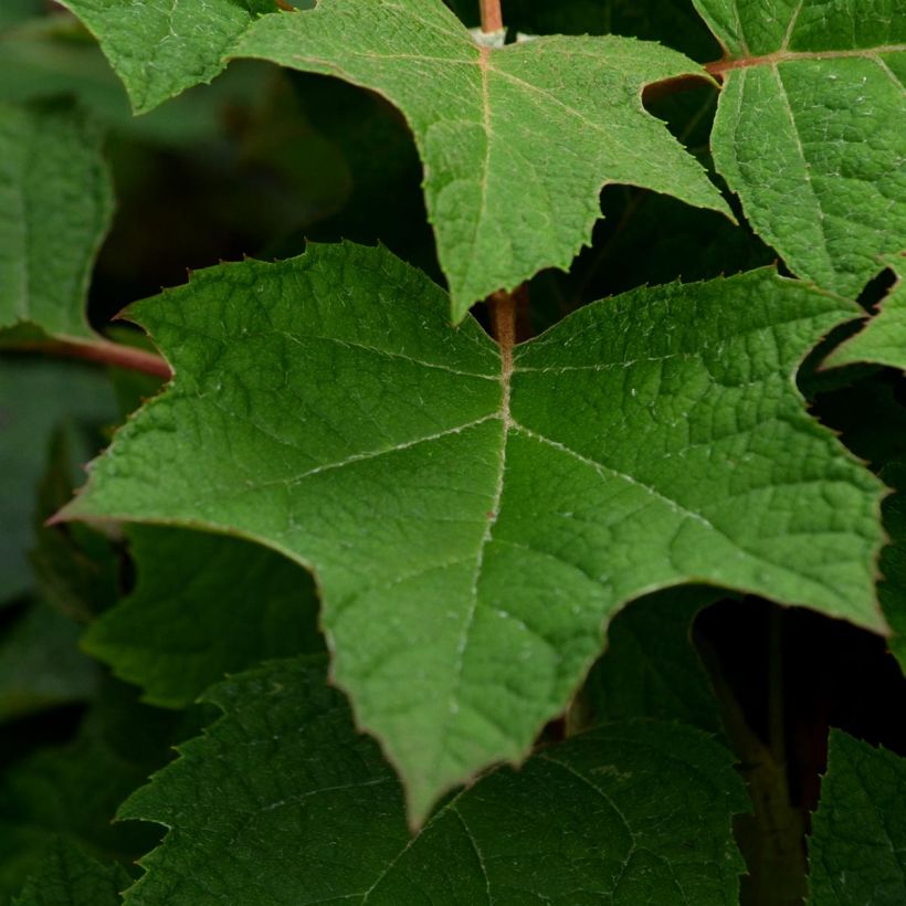 Hydrangea quercifolia Harmony - Eikenbladhortensia (Foliage)