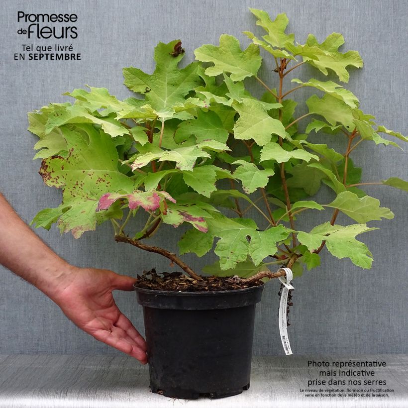 Exemplaar van Hydrangea quercifolia Little Honey - Eikenbladhortensia Pot van 4 l/5 l zoals geleverd in de herfst
