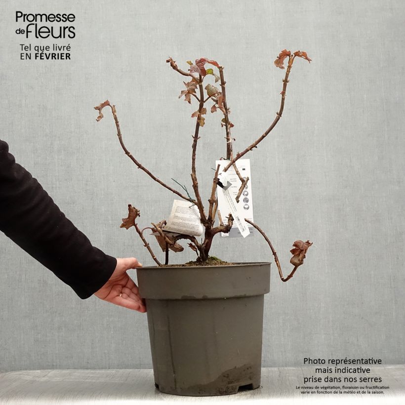 Example of Hydrangea quercifolia Ruby Slippers - Eikenbladhortensia Pot van 7,5 l/10 l as you get in hiver