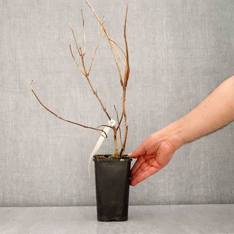 Exemplaar van Hydrangea macrophylla Renaissance - Schermhortensia Pot van 1,5 l/2 l zoals geleverd in de lente