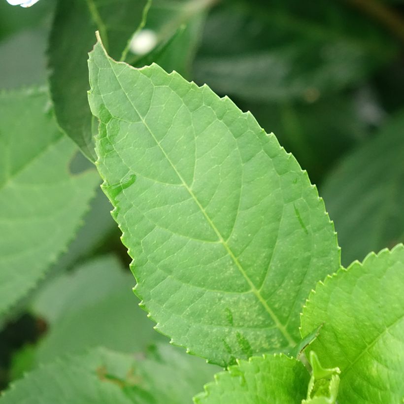 Hydrangea macrophylla Renaissance - Schermhortensia (Foliage)