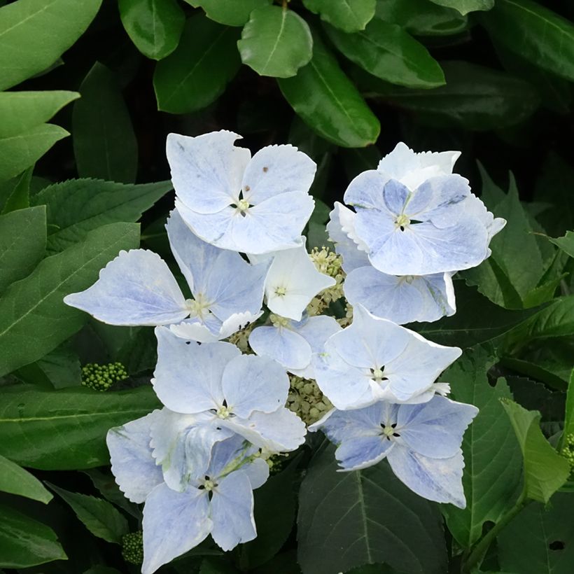 Hydrangea macrophylla Renaissance - Schermhortensia (Flowering)