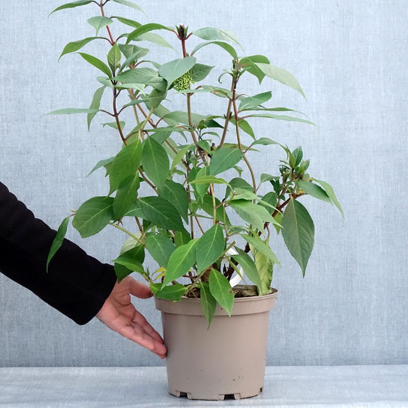 Example of Hortensia - Hydrangea Renaissance Pot van 4 l/5 l as you get in hiver