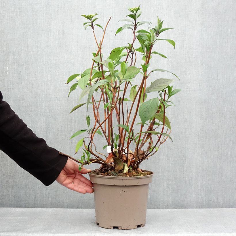 Exemplaar van Hydrangea macrophylla Renaissance - Schermhortensia Pot van 4 l/5 l zoals geleverd in de lente