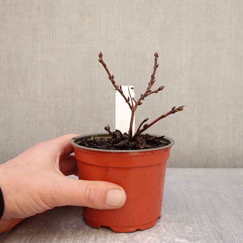 Exemplaar van Hydrangea scandens First Love - Guirlande hortensia Pot van 12 cm / 13 cm zoals geleverd in de winter