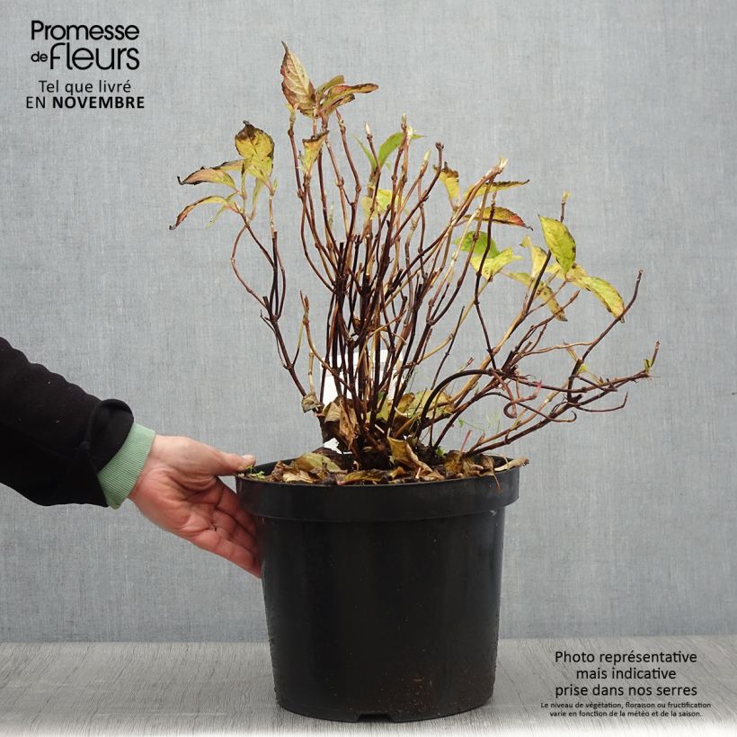 Exemplaar van Hydrangea serrata Avelroz Dolmyf - Berghortensia Pot van 7,5 l/10 l zoals geleverd in de herfst