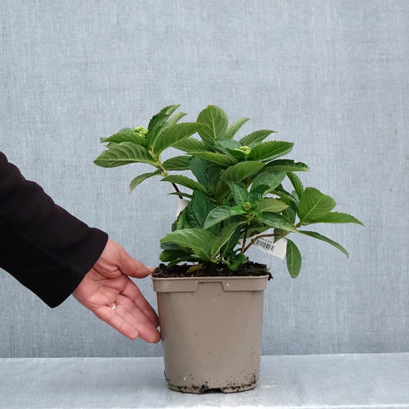 Exemplaar van Hydrangea serrata Bleuet - Berghortensia Pot van 3 l/4 l zoals geleverd in de herfst