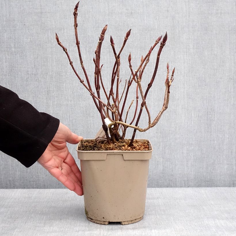 Example of Hortensia - Hydrangea serrata Bleuet Pot van 3 l/4 l as you get in hiver