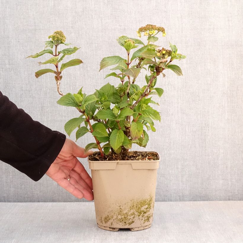 Exemplaar van Hydrangea serrata Bleuet - Berghortensia Pot van 3 l/4 l zoals geleverd in de lente