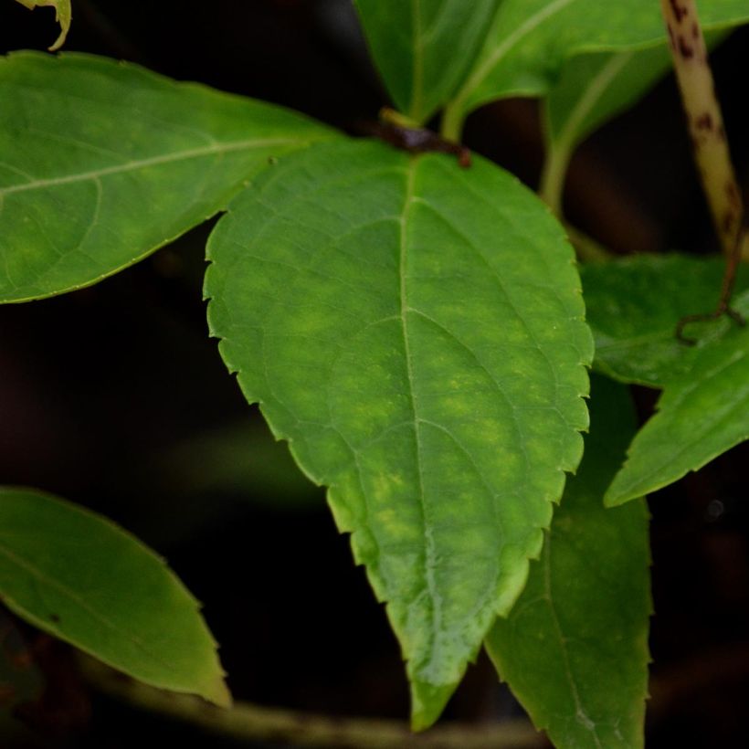 Hydrangea serrata Blue Deckle - Berghortensia (Foliage)
