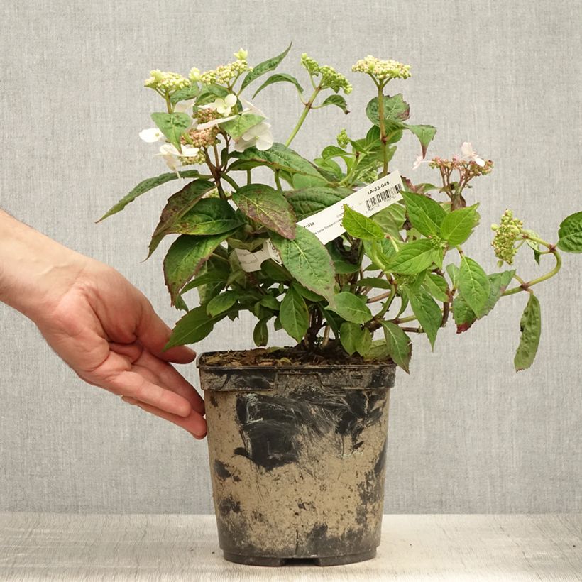 Exemplaar van Hydrangea serrata Cap Sizun - Berghortensia Pot van 2 l/3 l zoals geleverd in de zomer