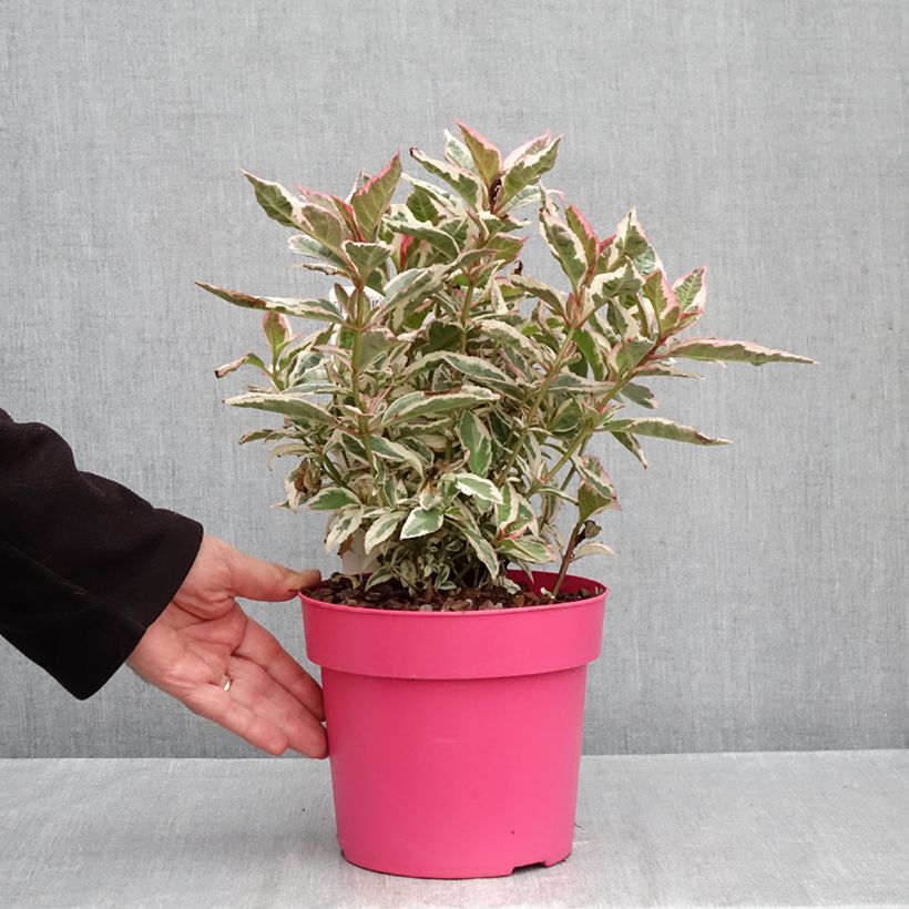 Exemplaar van Hydrangea serrata Euphoria Pink - Berghortensia Pot van 3 l/4 l zoals geleverd in de herfst