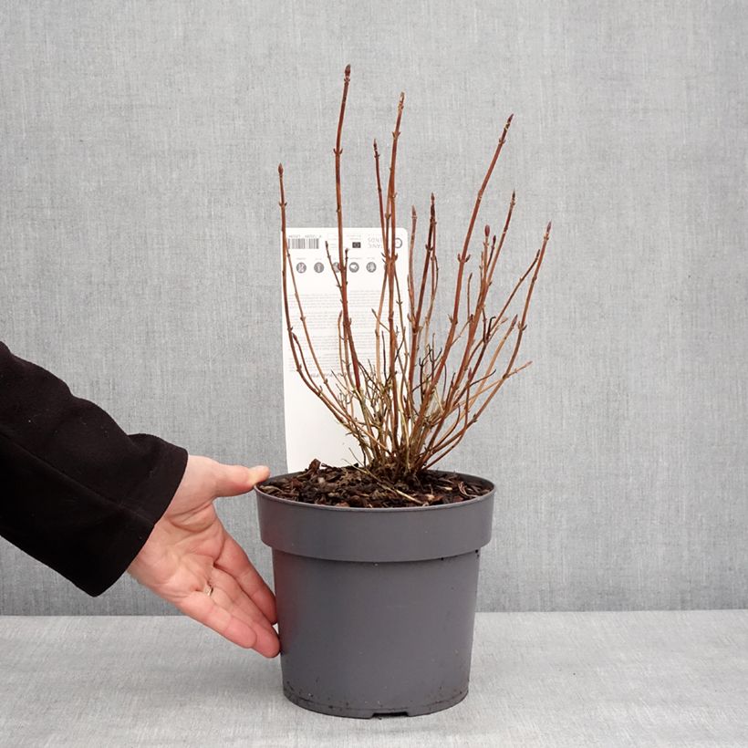 Example of Hortensia - Hydrangea serrata Euphoria Pink Pot van 3 l/4 l as you get in hiver