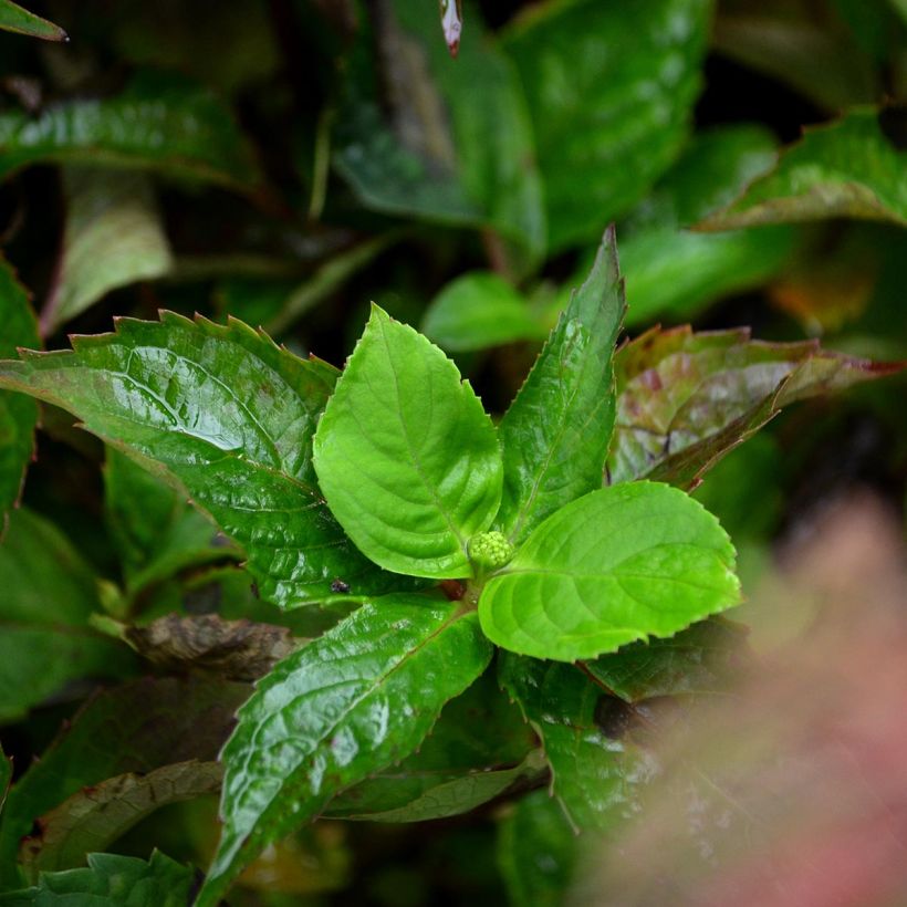 Hydrangea serrata Graciosa - Berghortensia (Foliage)
