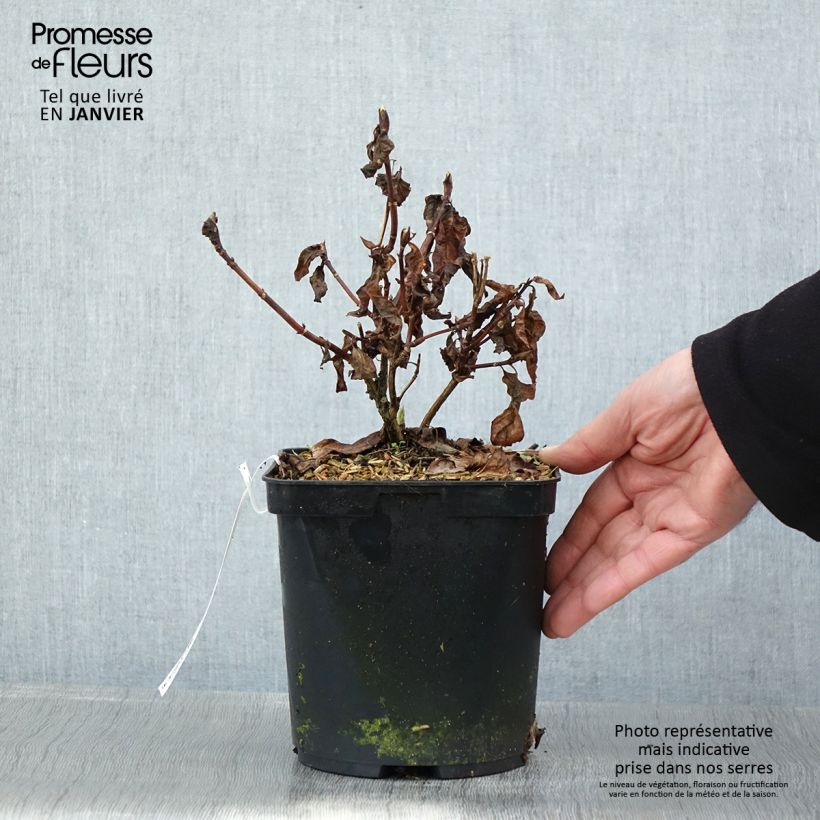 Example of Hortensia - Hydrangea serrata Impératrice Eugénie (Collection 1900) Pot van 2 l/3 l as you get in hiver