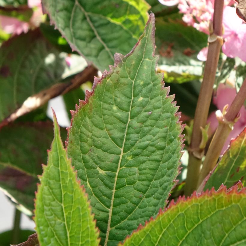 Hydrangea serrata Koreana - Berghortensia (Blad)
