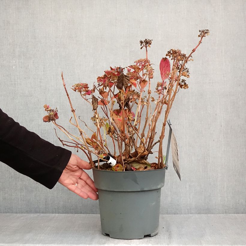 Exemplaar van Hydrangea serrata Koreana - Berghortensia Pot van 6 l/7 l zoals geleverd in de herfst
