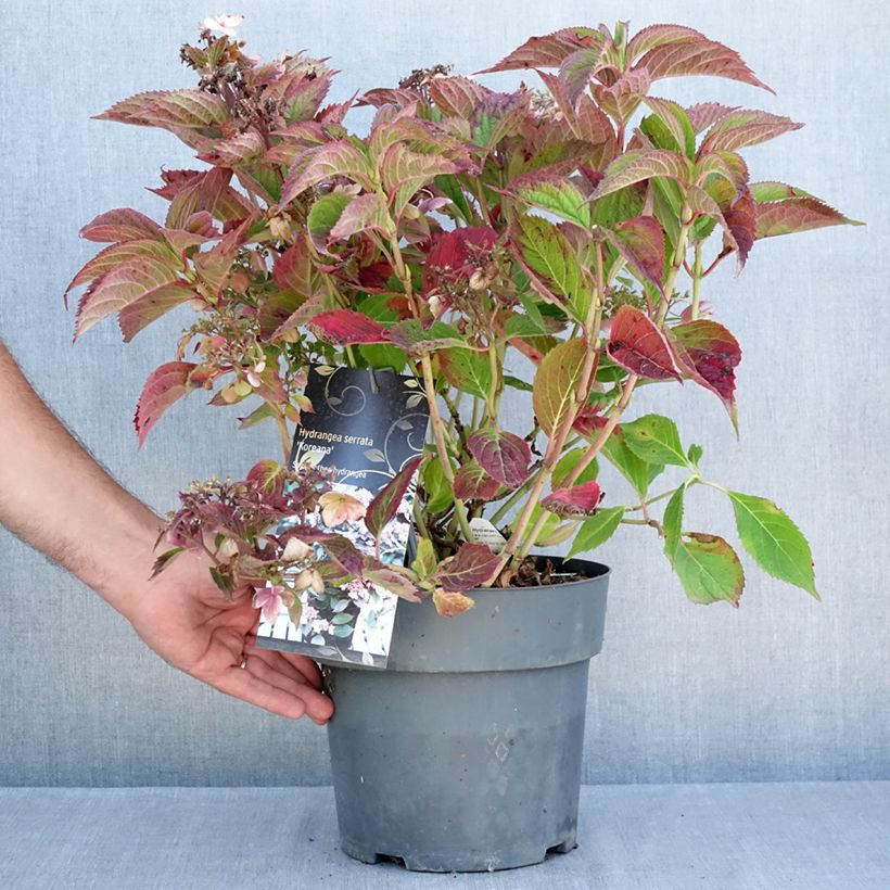 Exemplaar van Hydrangea serrata Koreana - Berghortensia Pot van 6 l/7 l zoals geleverd in de zomer