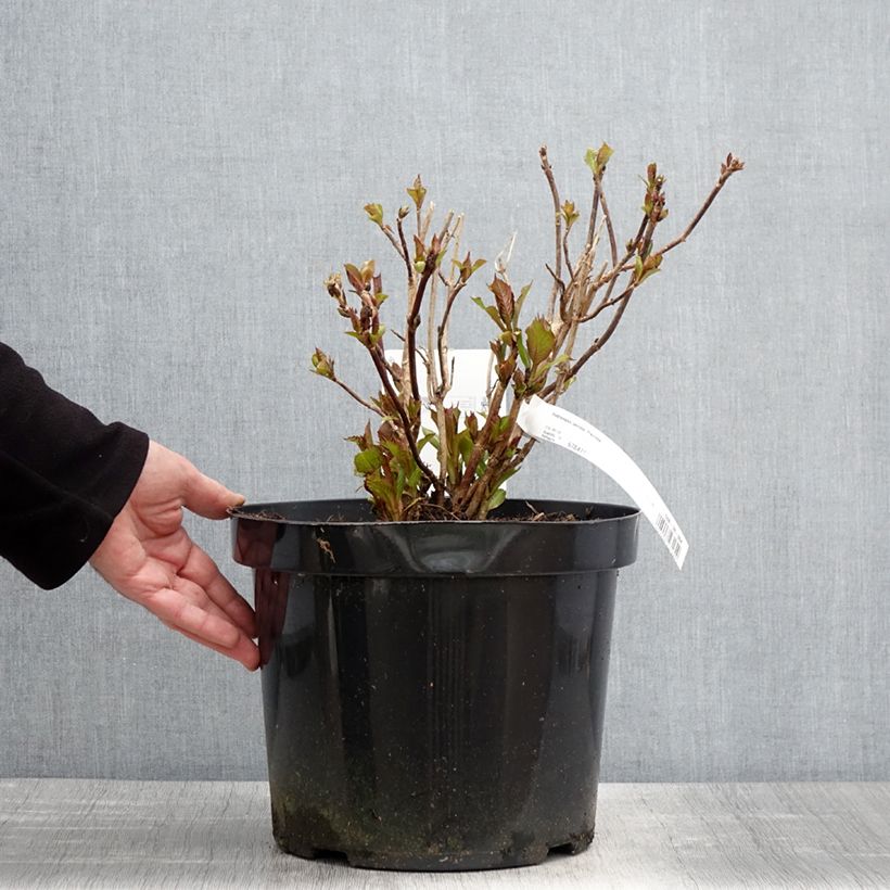 Example of Hortensia - Hydrangea serrata Precioza Pot van 7,5 l/10 l as you get in printemps