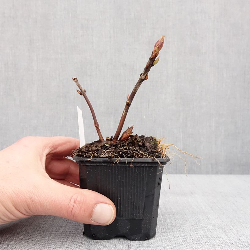 Example of Hortensia - Hydrangea serrata Summer Glow Kweekpotje van 8/9 cm as you get in hiver