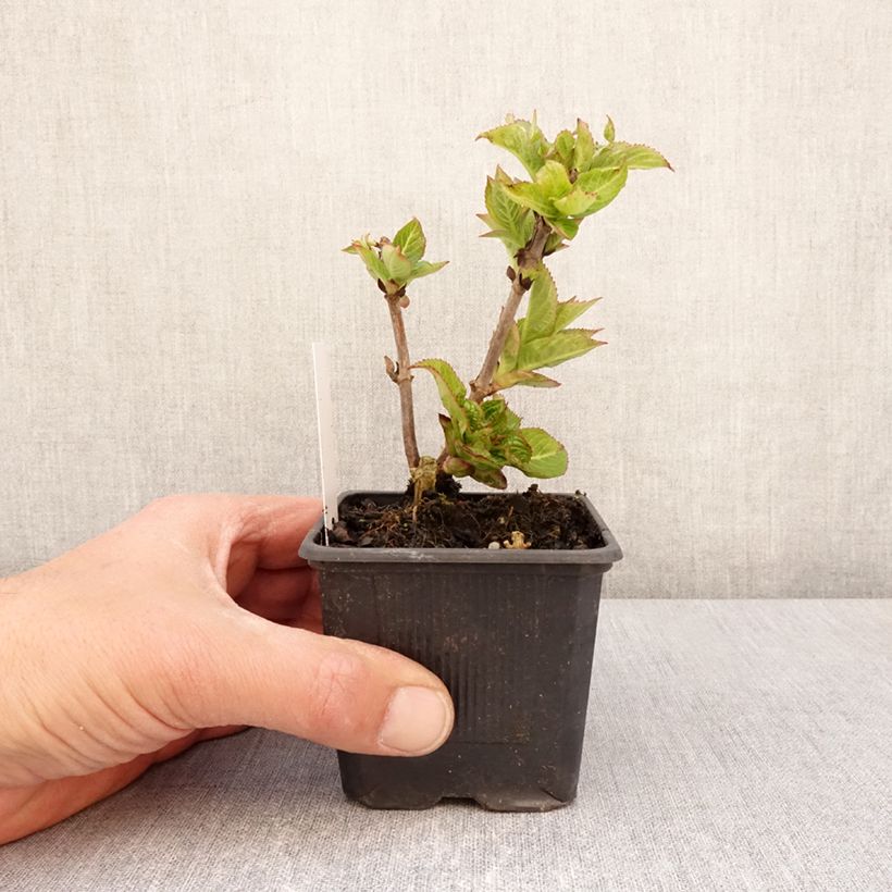 Exemplaar van Hydrangea serrata Summer Glow - Berghortensia Kweekpotje van 8/9 cm zoals geleverd in de lente